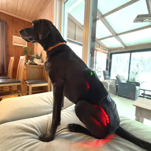 QWave PBM Vet PRO LED Wrap stor 40x20 cm til dyr