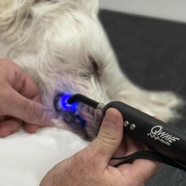 QWave PBM Vet PRO LED Torch blått rødt infrarødt til dyr